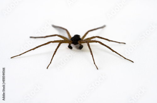 Black spider on white background