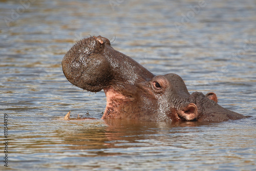 Flußpferd / Hippopotamus / Hippopotamus amphibius © Ludwig