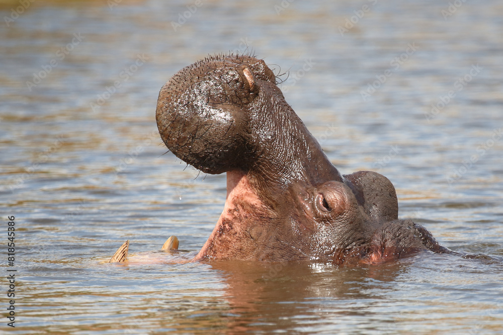 Fototapeta premium Flußpferd / Hippopotamus / Hippopotamus amphibius