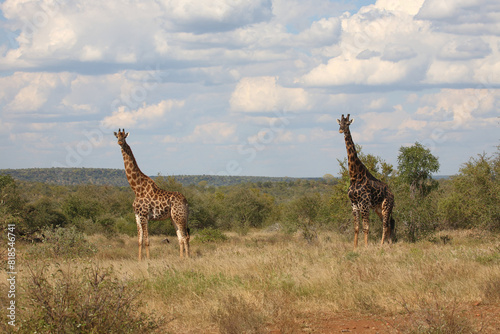 Photography Giraffe / Giraffe / Giraffa camelopardalis
