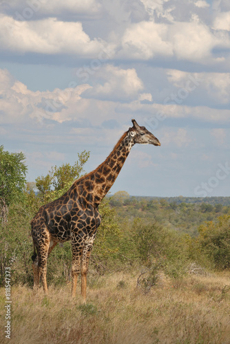 Giraffe   Giraffe   Giraffa camelopardalis