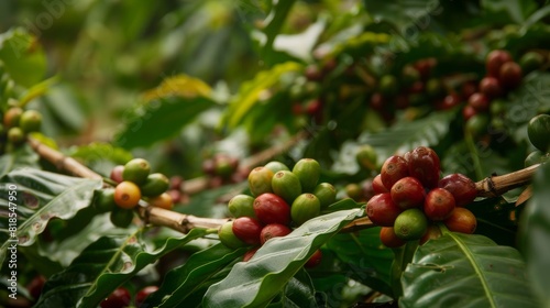 Enormous coffee beans curving gracefully  surrounded by rich green foliage  representing the critical role in coffee cultivation and industry