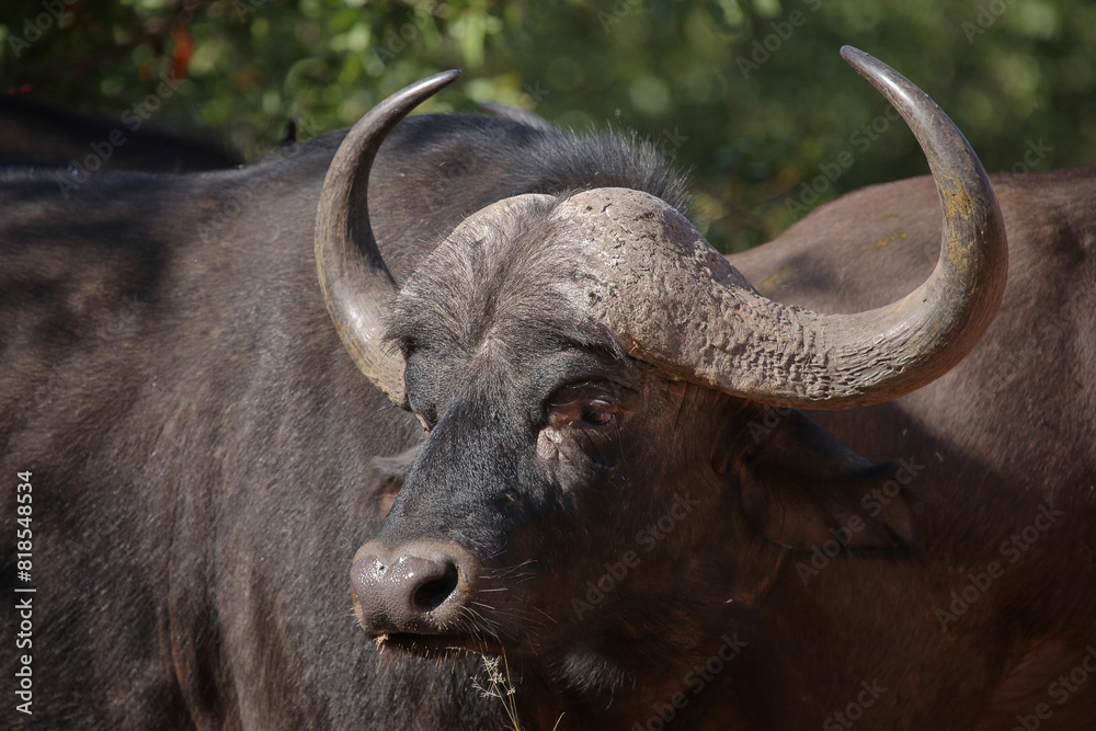 Kaffernbüffel / African buffalo / Syncerus caffer Kaffernbüffel / African buffalo / Syncerus caffer