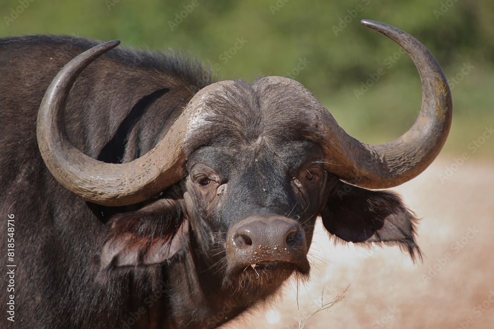 Naklejka premium Kaffernbüffel / African buffalo / Syncerus caffer