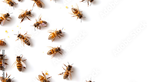 BEES ON WHITE BACKGROUND PNG © RODERICK