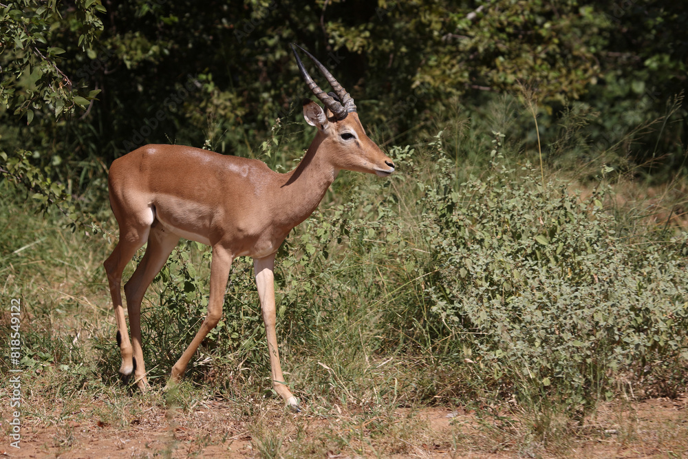 Fototapeta premium Schwarzfersenantilope / Impala / Aepyceros melampus