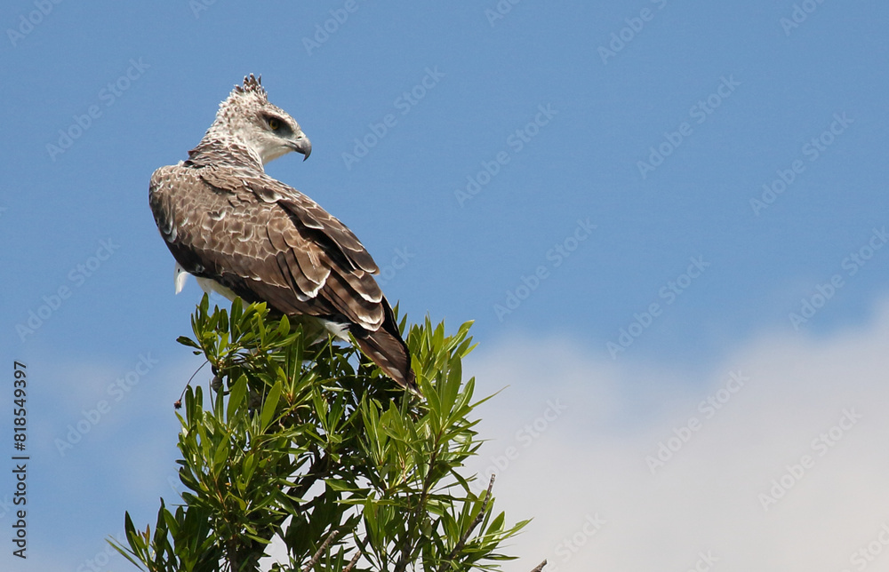 Kampfadler / Martial eagle / Polemaetus bellicosus. Kampfadler / Martial eagle / Polemaetus bellicosus.