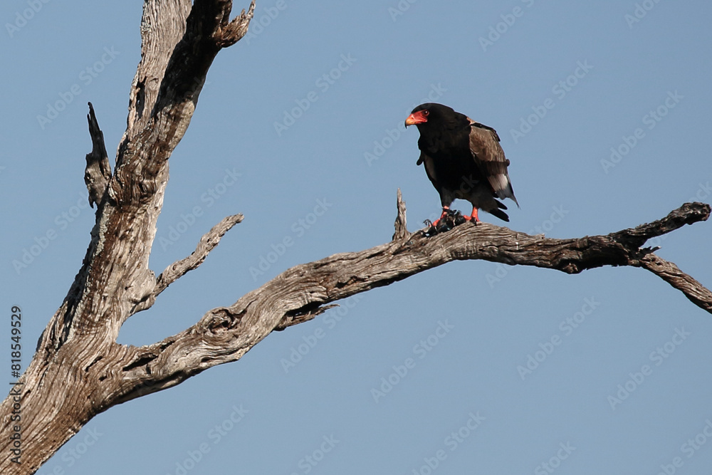 Gaukler / Bateleur / Terathopius ecaudatus Gaukler / Bateleur / Terathopius ecaudatus