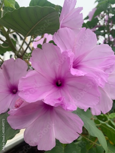 pink flowers
