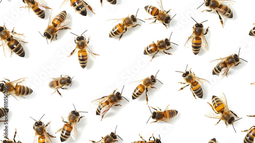 BEES ON WHITE BACKGROUND PNG