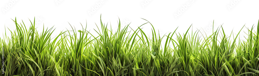 Grass in high definition isolated on a white background. Grass in high definition isolated on a white background.