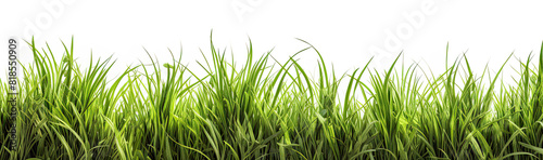Grass in high definition isolated on a white background.
