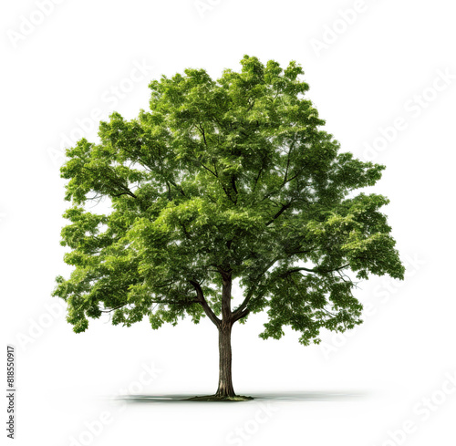 Very high definition of a tree isolated on a white background.