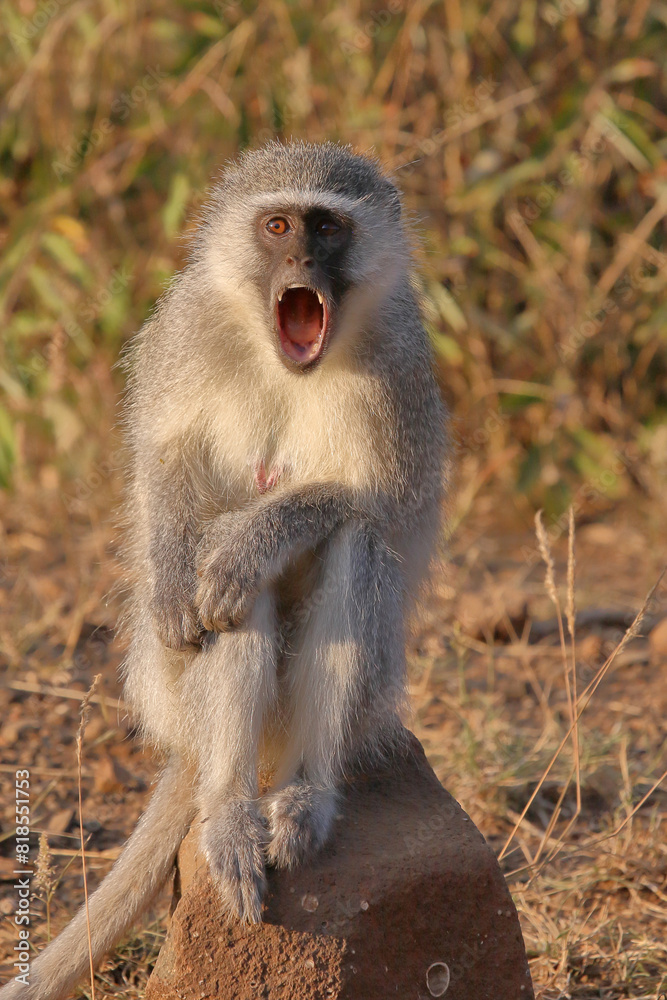 Grüne Meerkatze / Vervet monkey / Cercopithecus aethiops ... Grüne Meerkatze / Vervet monkey / Cercopithecus aethiops ...