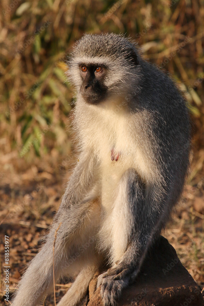 Grüne Meerkatze / Vervet monkey / Cercopithecus aethiops .