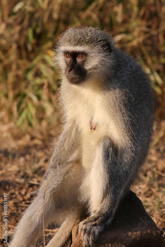 Grüne Meerkatze / Vervet monkey / Cercopithecus aethiops .