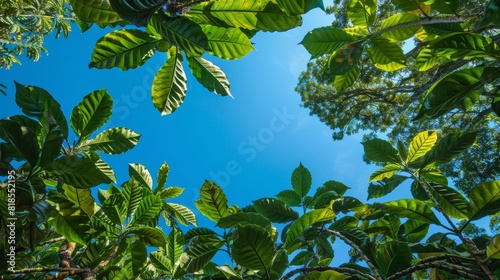 Immense coffee trees reaching into the clear blue sky, bottom-up perspective, emphasizing their grandeur and natural beauty