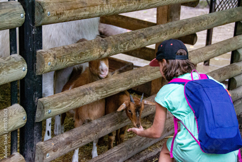 little boy with care feeds the goat. Environmentally friendly product on the farm. Useful goat milk. Summer holidays in the countryside. BIO. High quality photo photo