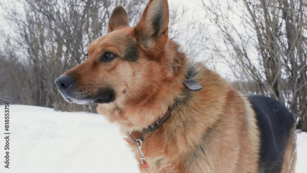 German shepherd dog with pet leash standing on snow covered landscape. Pet animal is looking away in forest during winter. He is having brown fur. German shepherd dog with pet leash standing on snow covered landscape. Pet animal is looking away in forest during winter. He is having brown fur.