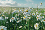 field of daisy flower meadow in spring. landscape of white wildflower blooms with blue sky and sunlight. Ai generated
