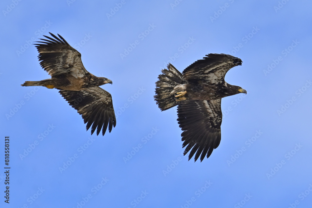 Obraz premium Juvenile bald eagles (Haliaeetus leucocephalus) soar through the sky above Alaska.