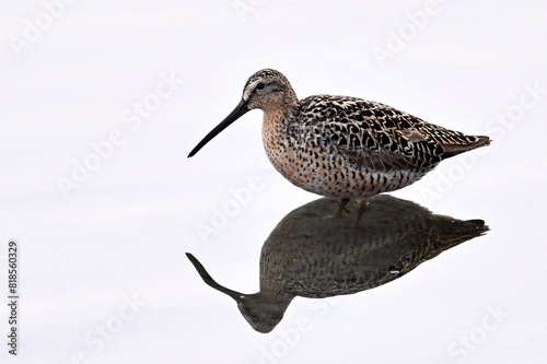 A Short-billed Dowitcher (Limnodromus griseus) searches for food along the shore of Reflections Lake, Alaska. photo