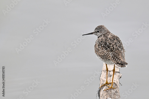 A migratory Lesser Yellowlegs (Tringa flavipes) standing on a log in Alaska's Reflections Lake. photo