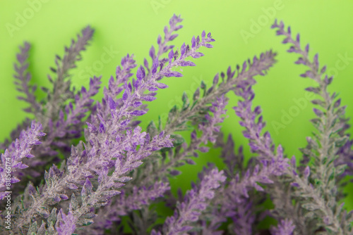 Fresh flowers of lavender  floral isolated on green background.