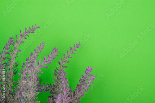 Floral composition with lavander flowers and green background