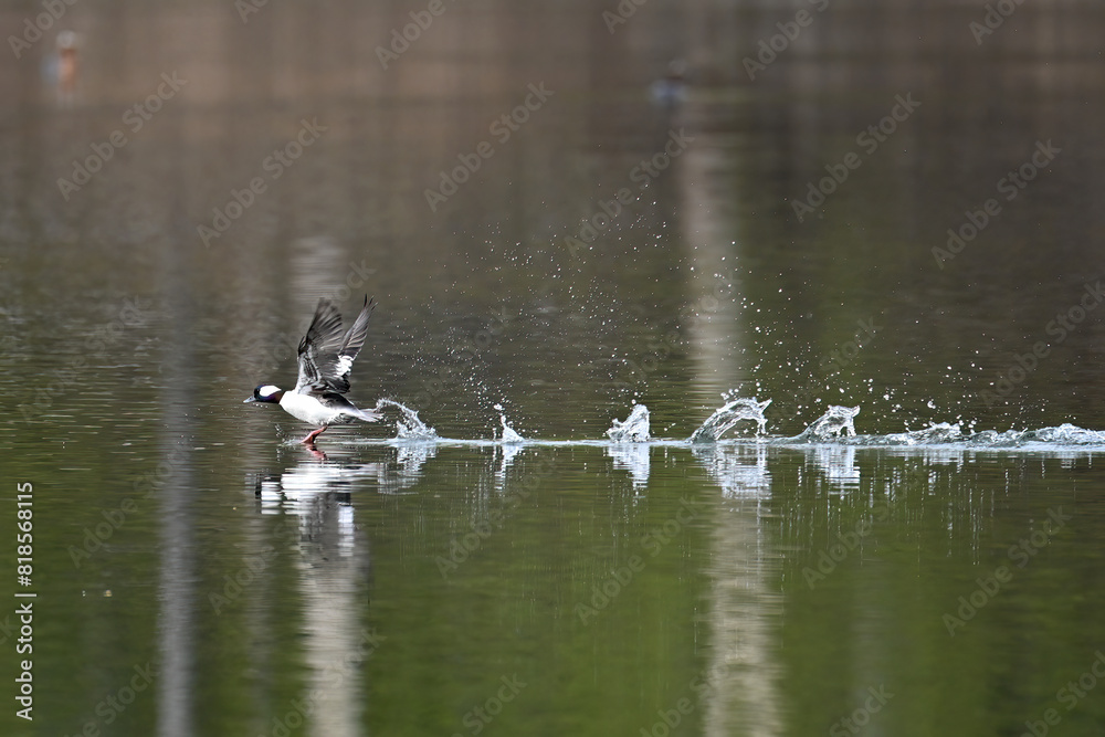 A migratory Bufflehead (Bucephala albeola) takes off from Reflections Lake on the way to its breeding grounds in northern Alaska. A migratory Bufflehead (Bucephala albeola) takes off from Reflections Lake on the way to its breeding grounds in northern Alaska.