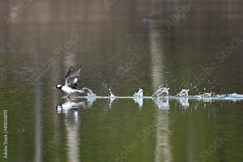 A migratory Bufflehead (Bucephala albeola) takes off from Reflections Lake on the way to its breeding grounds in northern Alaska. photo