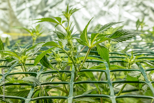 SoG Sea of Green net hemp cultivation technique Growing pot in growtent indoor Vegetative stage marijuana growth Medical