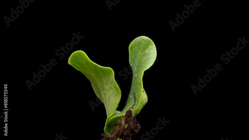 Agriculture plant seeding growing, timelapse. Sprouts germination, Green seedling