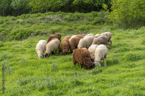 Flock of sheep eating grass. Trees in background. Small group.