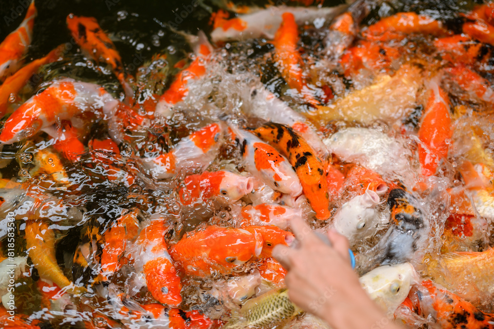 Tourists feeding (sucking) koi fish in the park. Tourists feeding (sucking) koi fish in the park.
