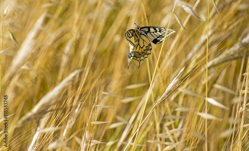 Farfalla in volo tra l'avena selvatica photo