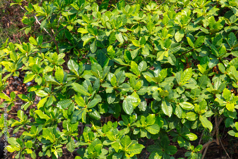 Green trees in a tropical park as a background Green trees in a tropical park as a background