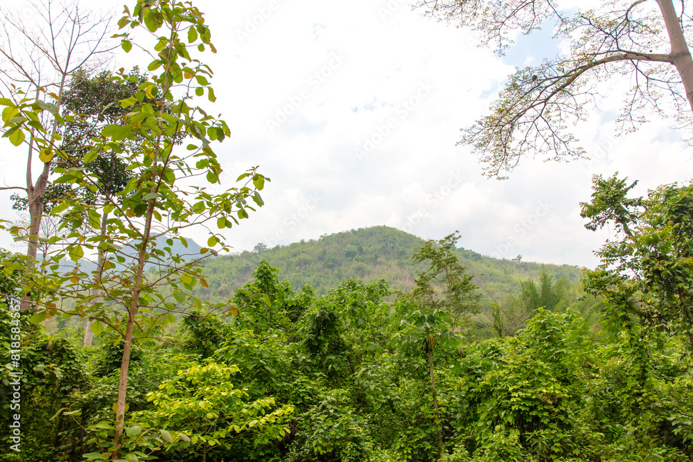 Green trees in a tropical park as a background