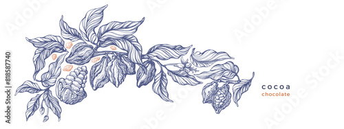 Cocoa vintage template Vector hand draw plantation