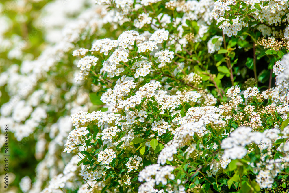 Spirea bushes bloom in the spring in May
Spirea bushes bloom in the spring in May
