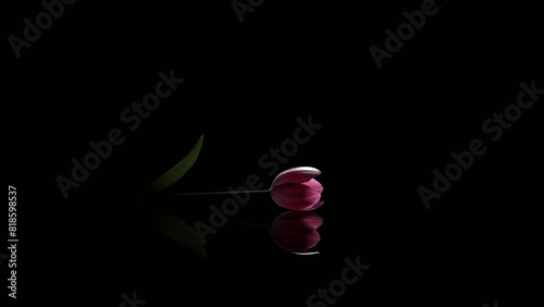A pink tulip flower of a mirror table in a dark room (3D Rendering)