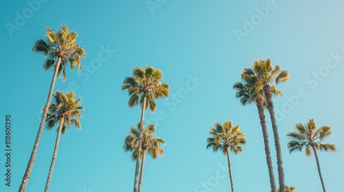 Tropical palm trees towering over, clear azure sky backdrop, minimalistic aesthetic, nature's tranquility