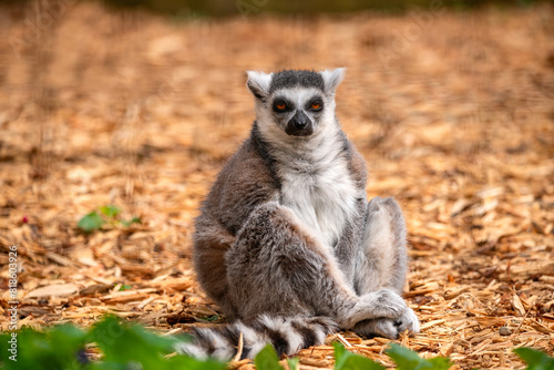 Ring Tailed Lemur