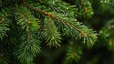 A detailed close-up of an evergreen tree branch, adorned with fresh raindrops, showcasing the lush green needles and natural beauty.
