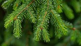 A close-up of an evergreen branch with lush, dark green needles glistening with dew,