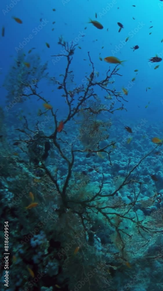 A tree is growing in the ocean with many fish swimming around it