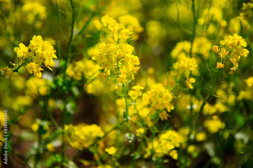 Yellow rape flower bloom in the farm Yellow rape flower bloom in the farm