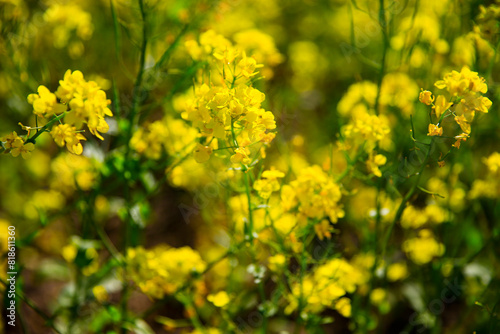 Yellow rape flower bloom in the farm