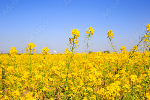 Yellow rape flower bloom in the farm