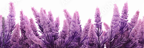 Lavender flowers on white background,  Lavender, floral background. op view, copy space